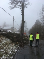 Rizikové kácení stromů Pardubice