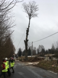 Rizikové kácení Pardubice