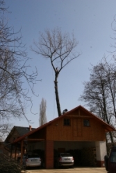 			Rizikové kácení stromů v Černilově