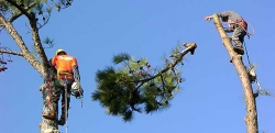 Rizikové kácení stromů v Opočně
